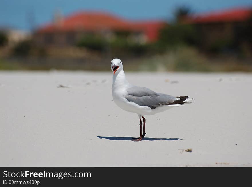 Sea Gull looking straight into the camera while calling out to his feathered friends in Lamberts Bay, South Africa.