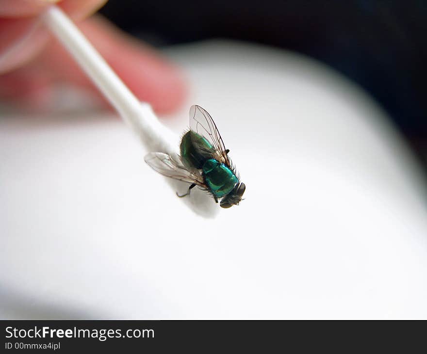 Black Fly Close Up On Cotton Swab White Background