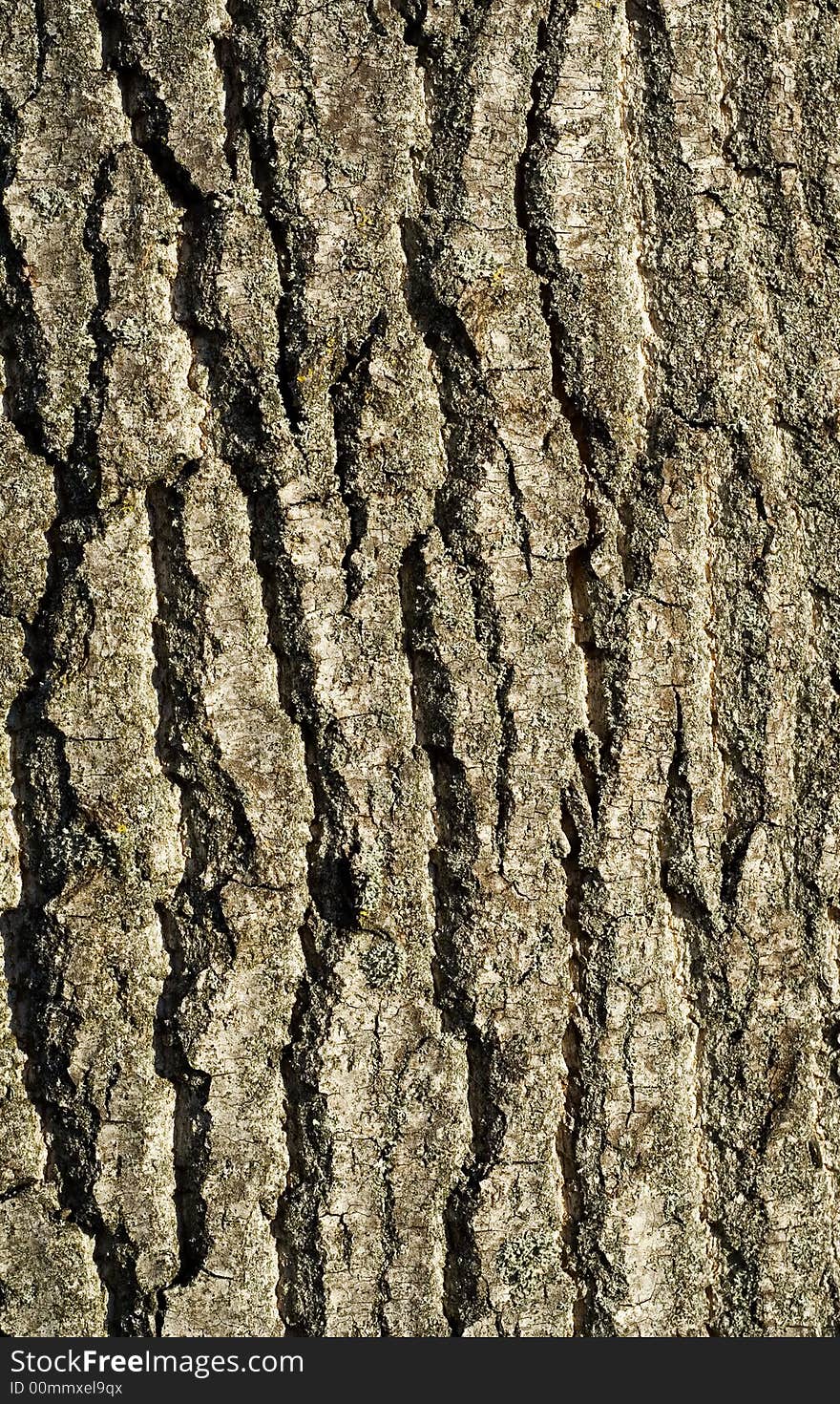 Tree bark detail