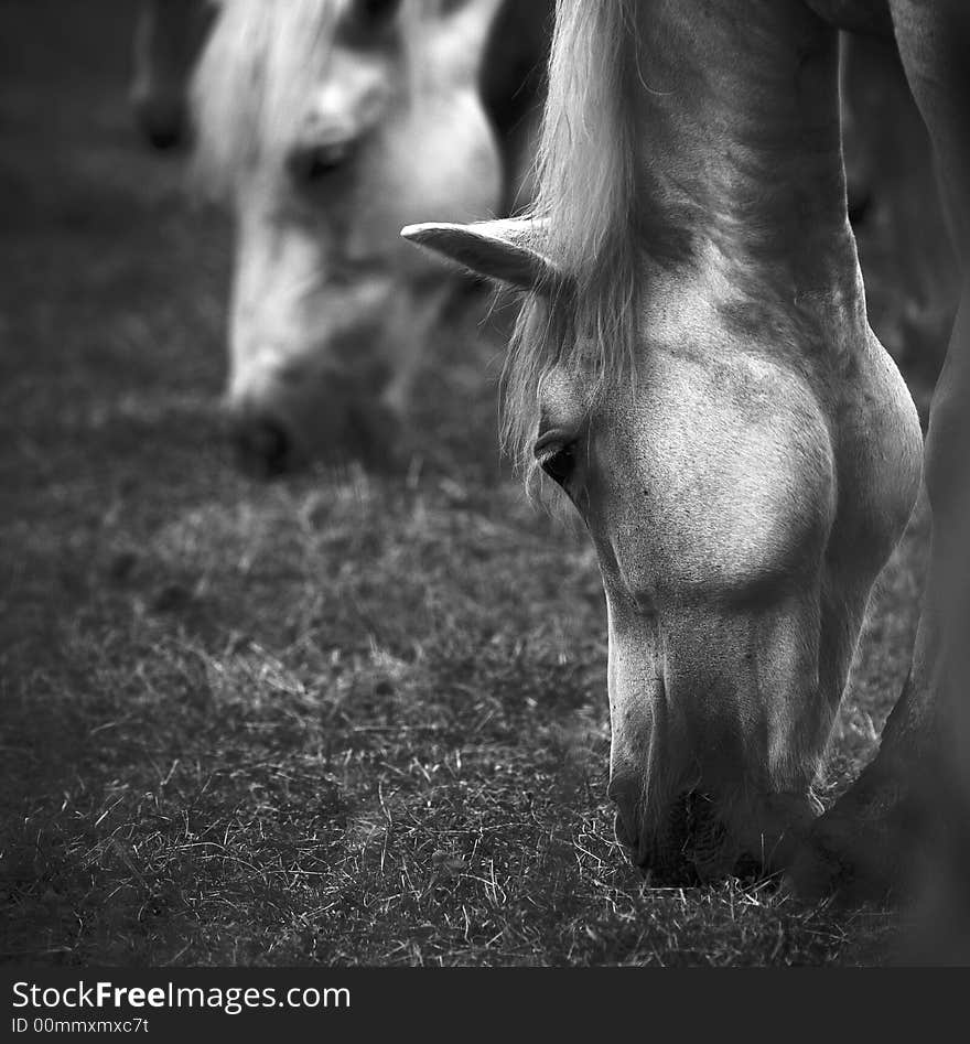 White horses feeding in pasture