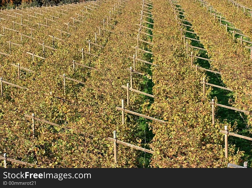 Pattern of rows of angles and vines in autumn after harves. Typical trentino landscape. Pattern of rows of angles and vines in autumn after harves. Typical trentino landscape