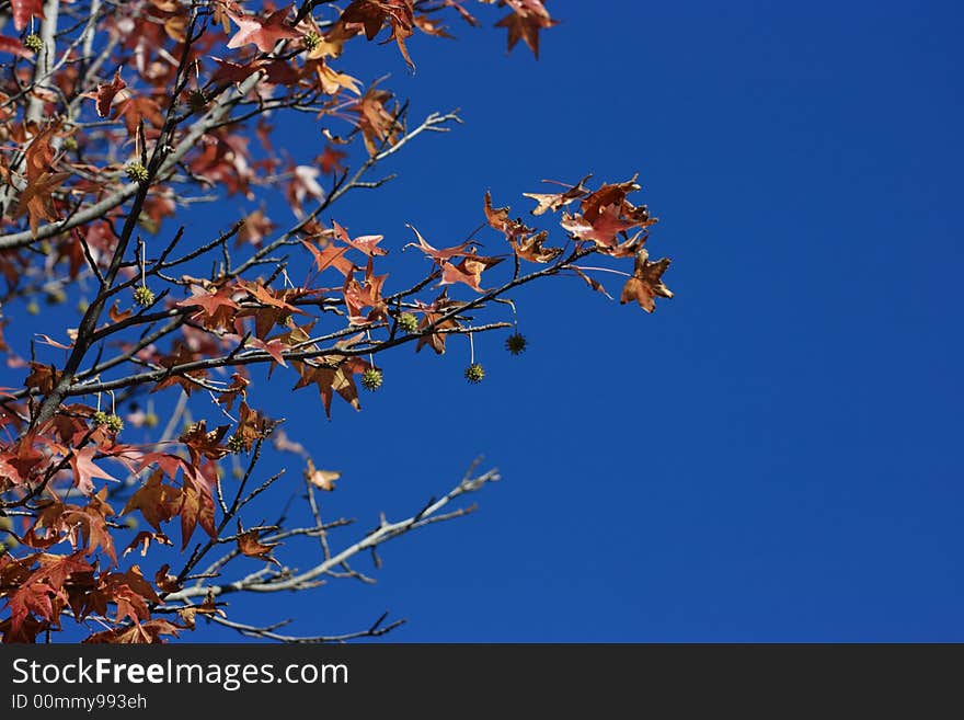 A fragment of an autumnal transparent crown of a maple with red rare leaves and funny spiny fruits. Blue sky on the background. Copy space