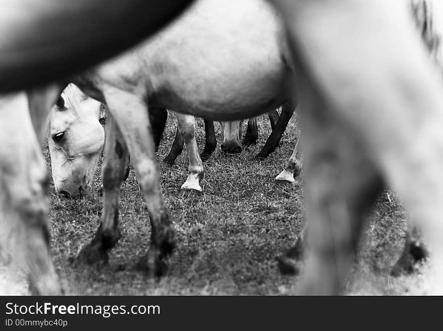 White horses in a pasture. White horses in a pasture