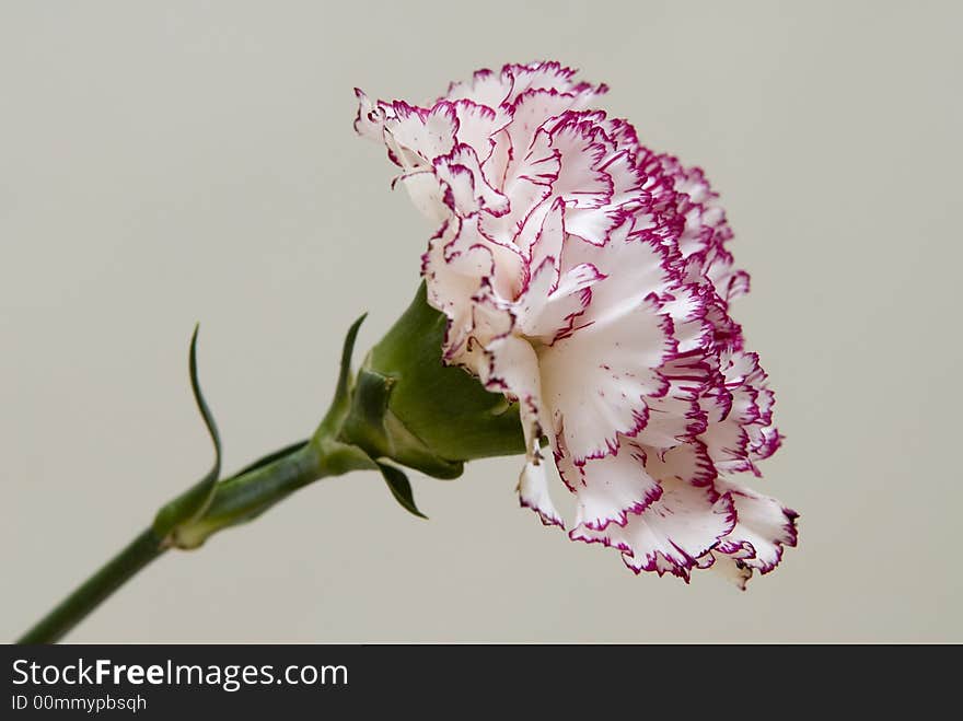 Pink sideview on light grey background