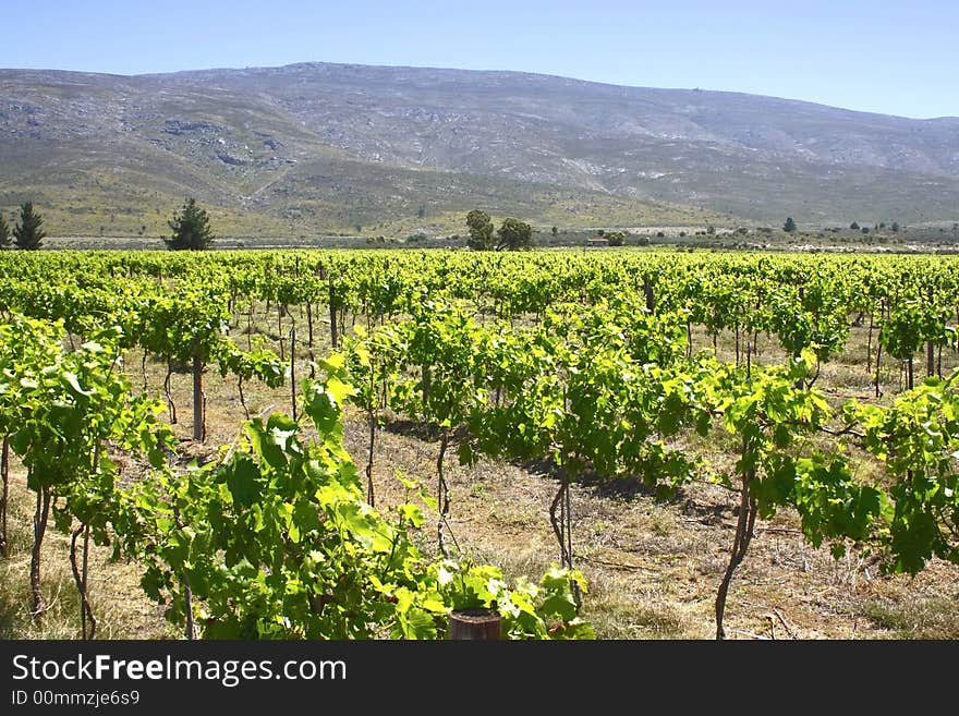 Vineyard of new shoots close to a mountain. Vineyard of new shoots close to a mountain