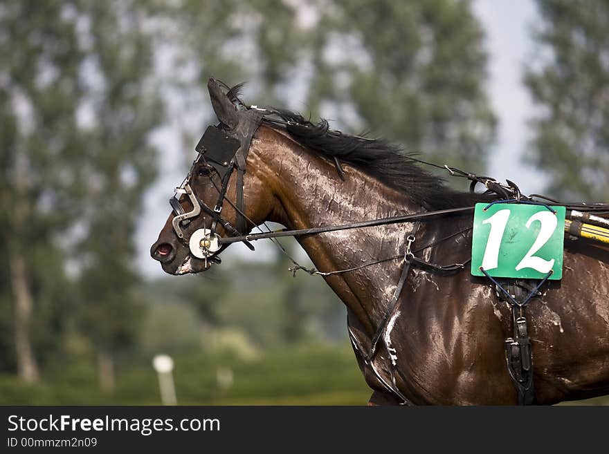 A trotter during the race. A trotter during the race