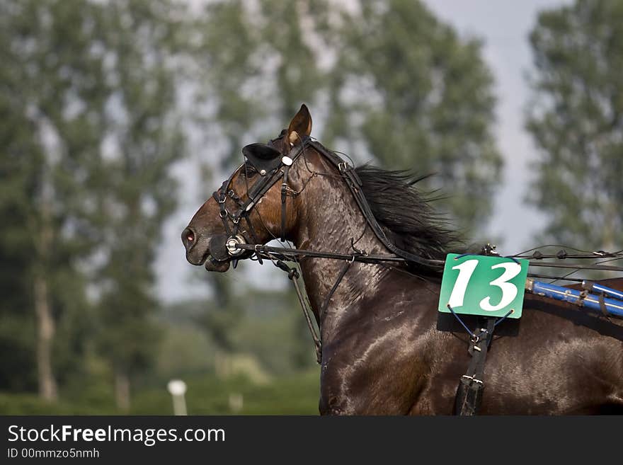 A trotter during the race. A trotter during the race