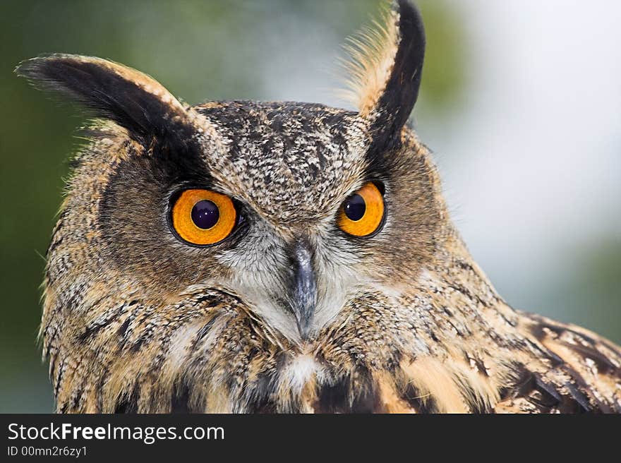 Closeup of an adult Eagle Owl - Bubo bubo.