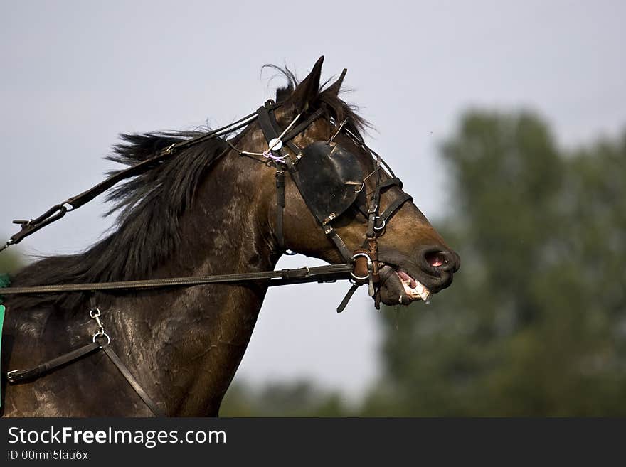 A trotter during the race. A trotter during the race