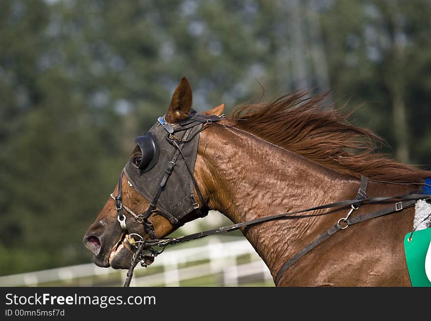 A trotter during the race. A trotter during the race