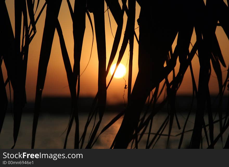 Sunset on the seaside with palm leaf. Sunset on the seaside with palm leaf