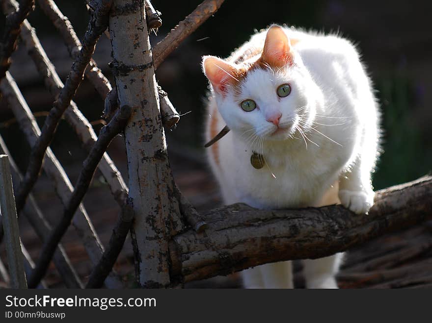 Trellis Cat