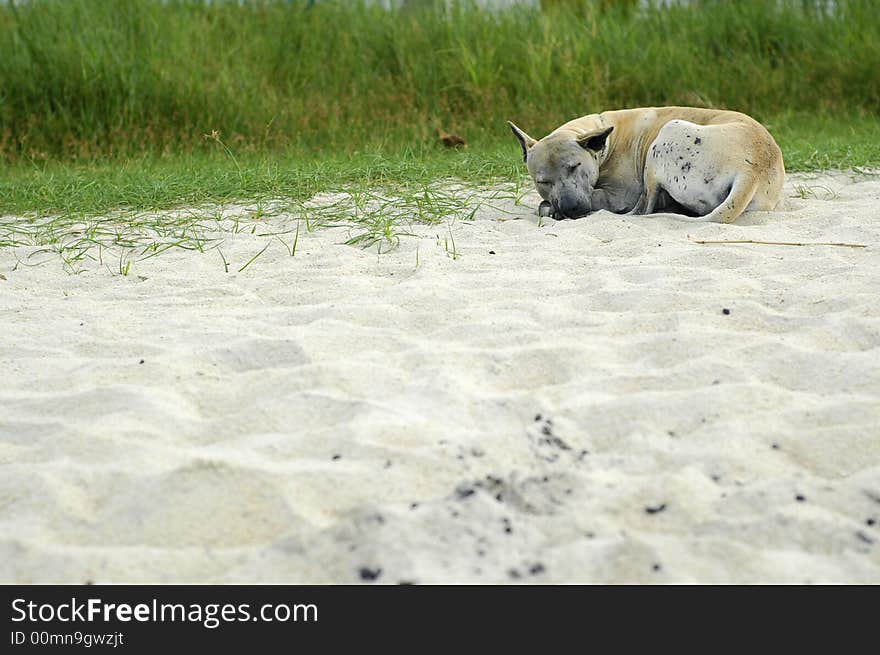 Homeless dog sleeping on the beach. Be kind to all creatures. Homeless dog sleeping on the beach. Be kind to all creatures.