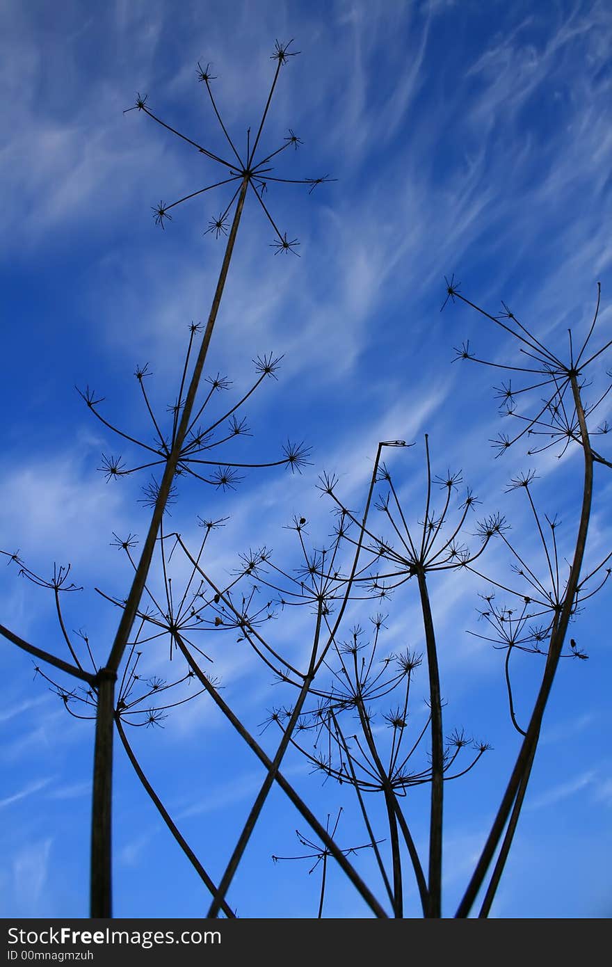 A photo of a dry plant on a blue sky background