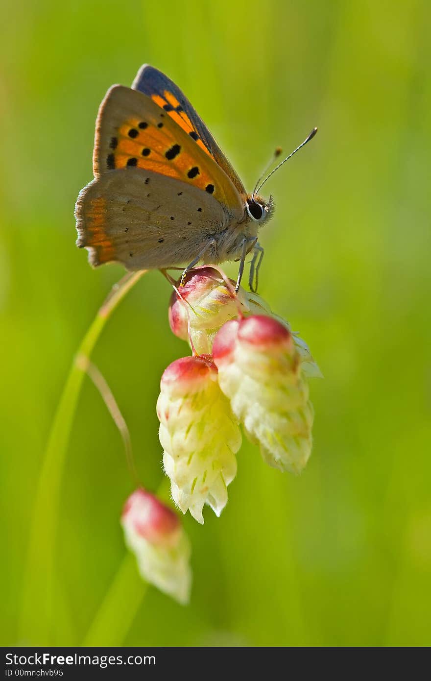 A haystack butterfly in natural light. Photographed in the spring. A haystack butterfly in natural light. Photographed in the spring.