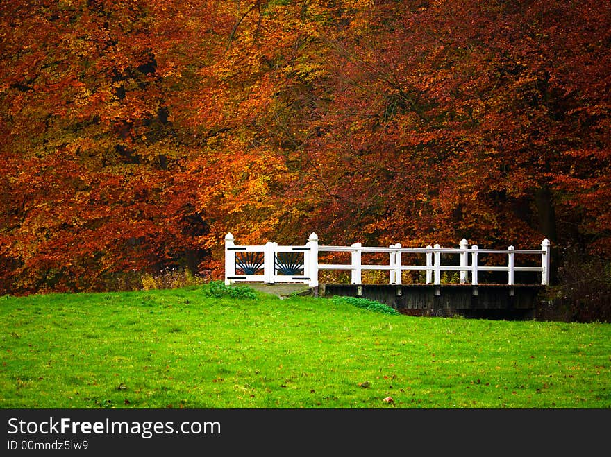 Autumn In The Forest