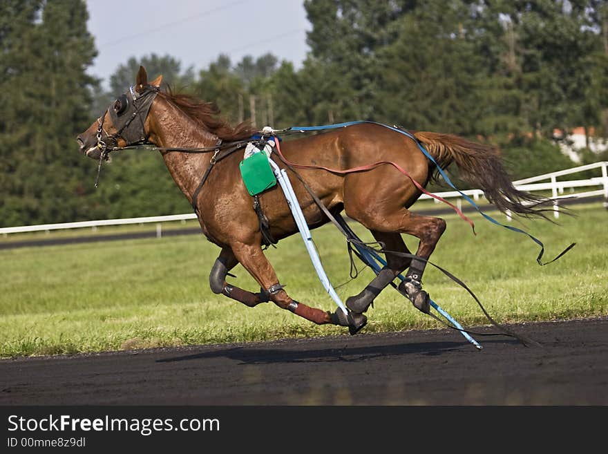 A trotter during the race. A trotter during the race