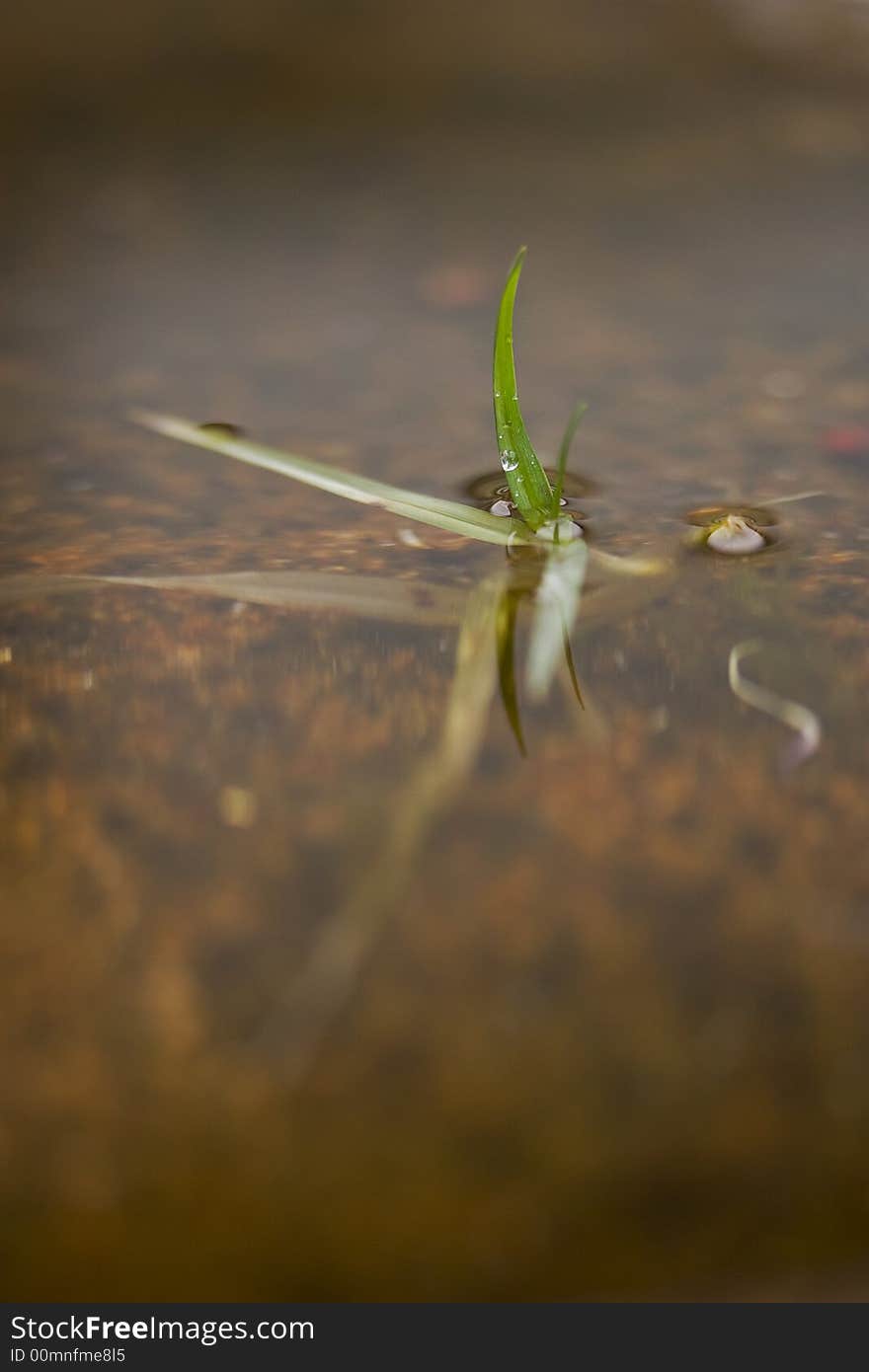 Blade of grass