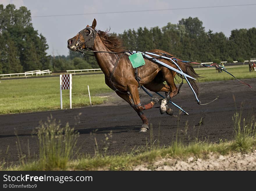 A trotter during the race. A trotter during the race