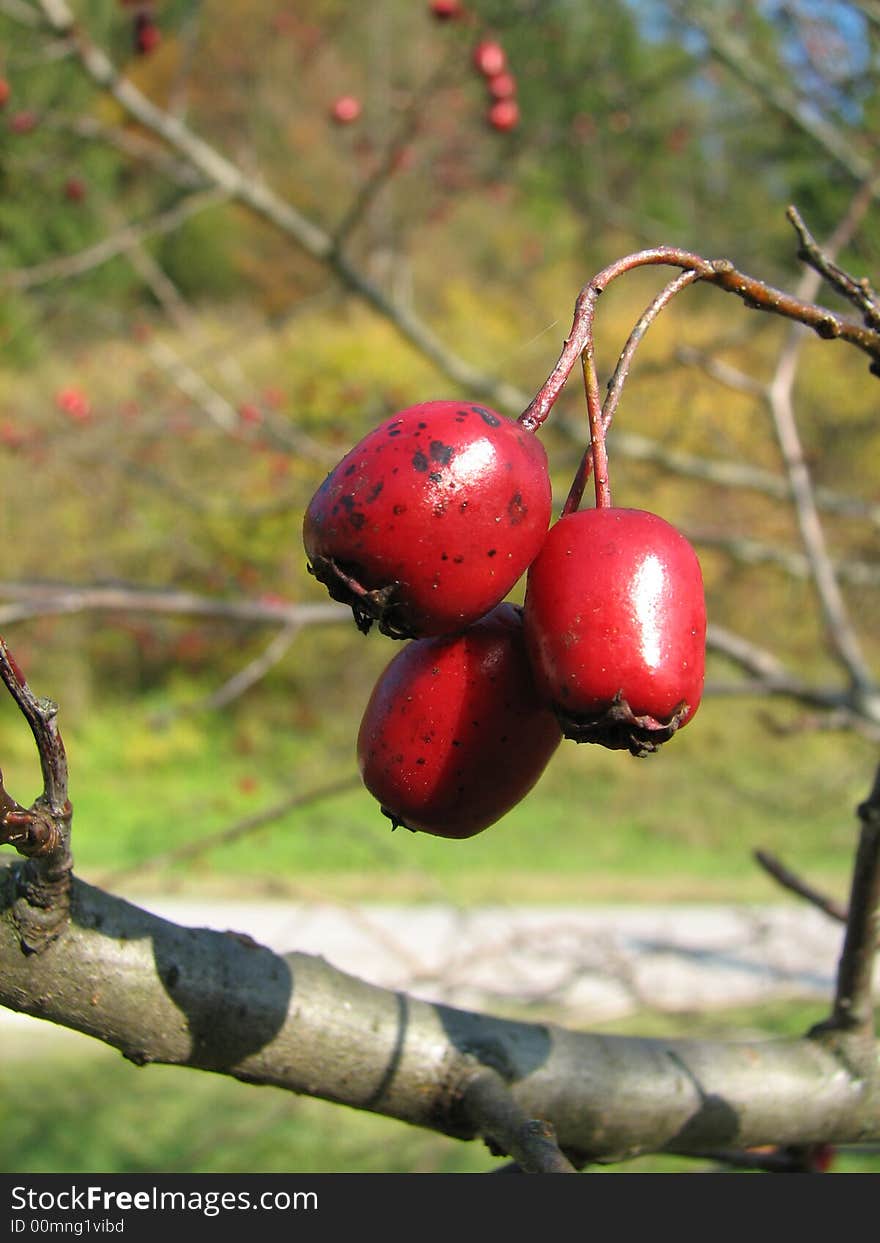 Many species and hybrids are used as ornamental and street trees. The Common Hawthorn is extensively used in Europe as a hedge plant. Several cultivars of the Midland Hawthorn C. laevigata have been selected for their pink or red flowers. Hawthorns are among the trees most recommended for water-conservation landscapes. Many species and hybrids are used as ornamental and street trees. The Common Hawthorn is extensively used in Europe as a hedge plant. Several cultivars of the Midland Hawthorn C. laevigata have been selected for their pink or red flowers. Hawthorns are among the trees most recommended for water-conservation landscapes.