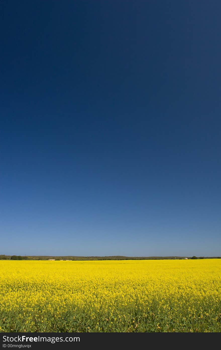 Canola fileds in the Cape, South Africa. Canola fileds in the Cape, South Africa