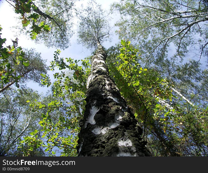 Tree be going out with the sky. Tree be going out with the sky