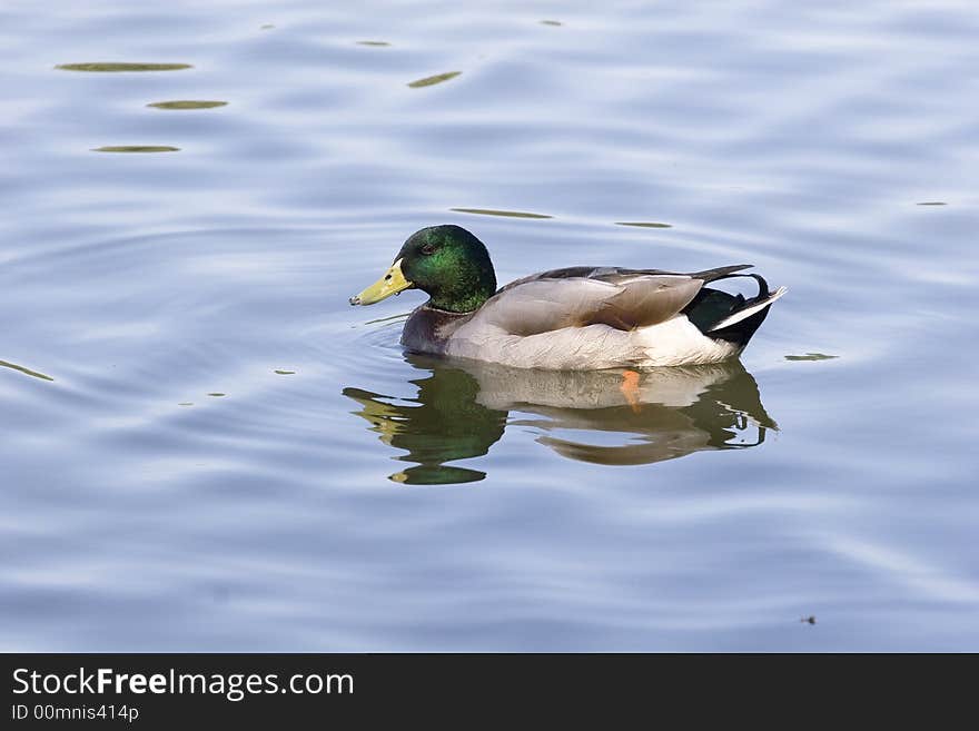 Mallard Wet Bill