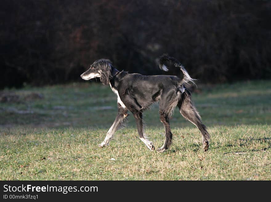 Young kazakh tazi (Mid-Asiatic Borzoi) is walking in the park.