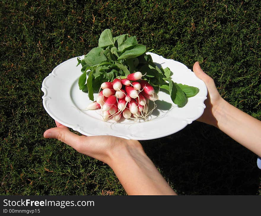 A bunch of radishes