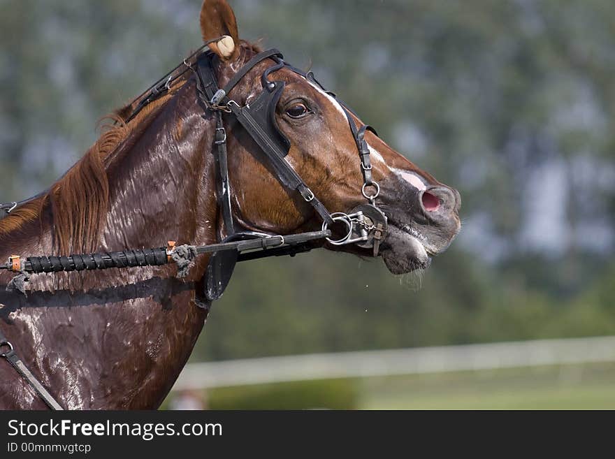 A trotter during the race. A trotter during the race