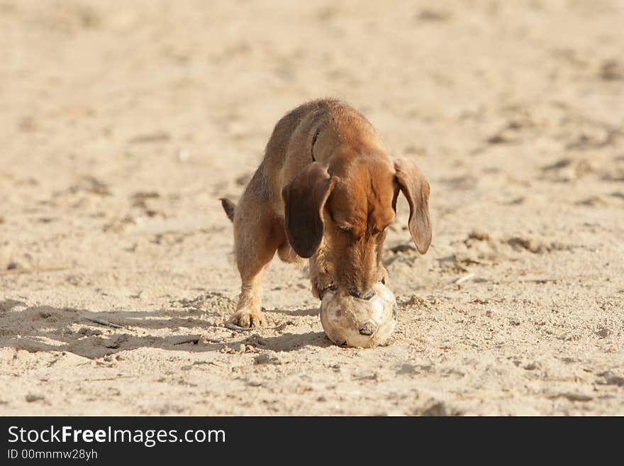 Dachshund with a ball