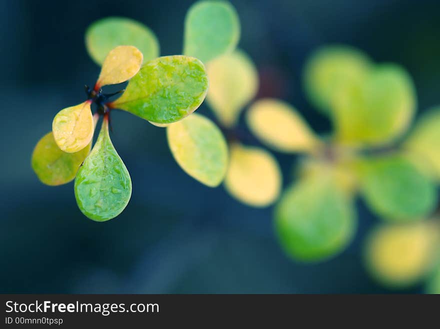 Small colorful leaves