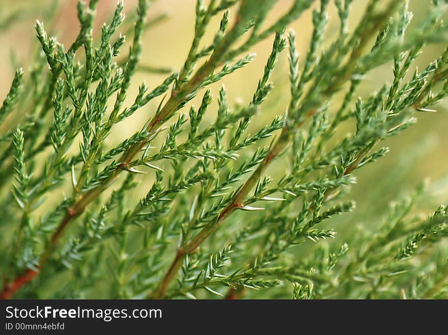 Background composed of green branches in closeup