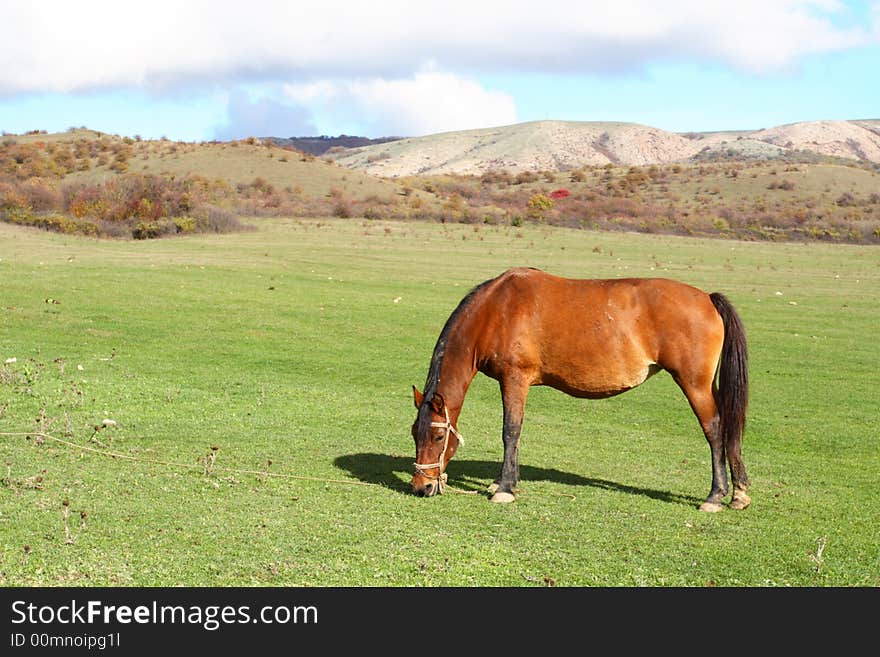 A beautiful horse is in mountains. A beautiful horse is in mountains