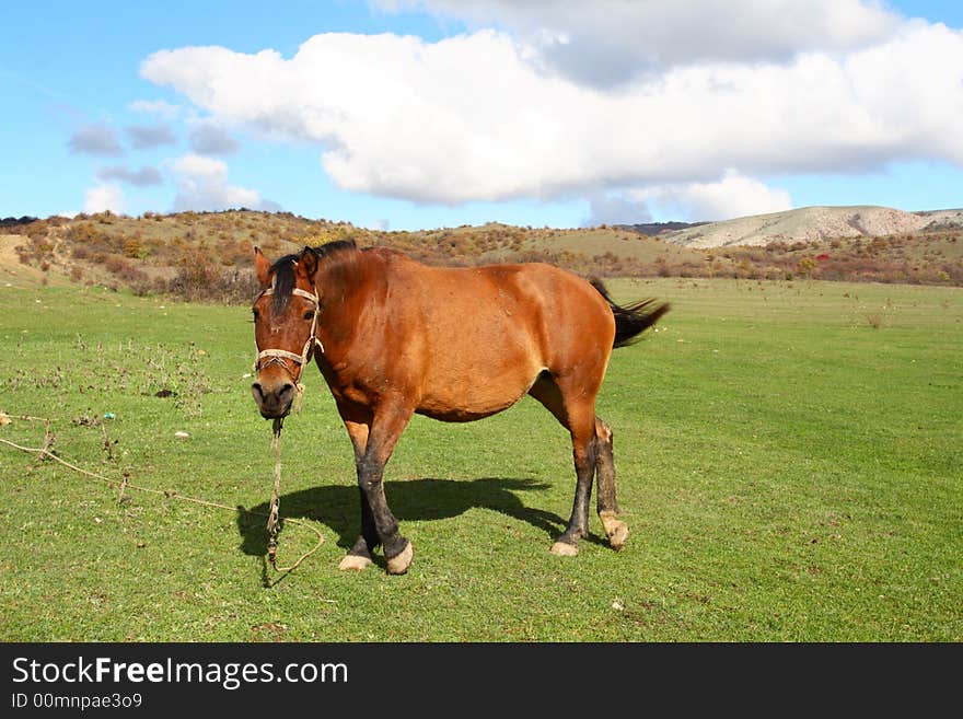 A beautiful horse is in mountains