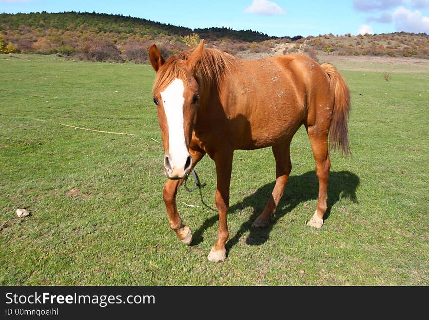 A beautiful horse is in mountains. A beautiful horse is in mountains