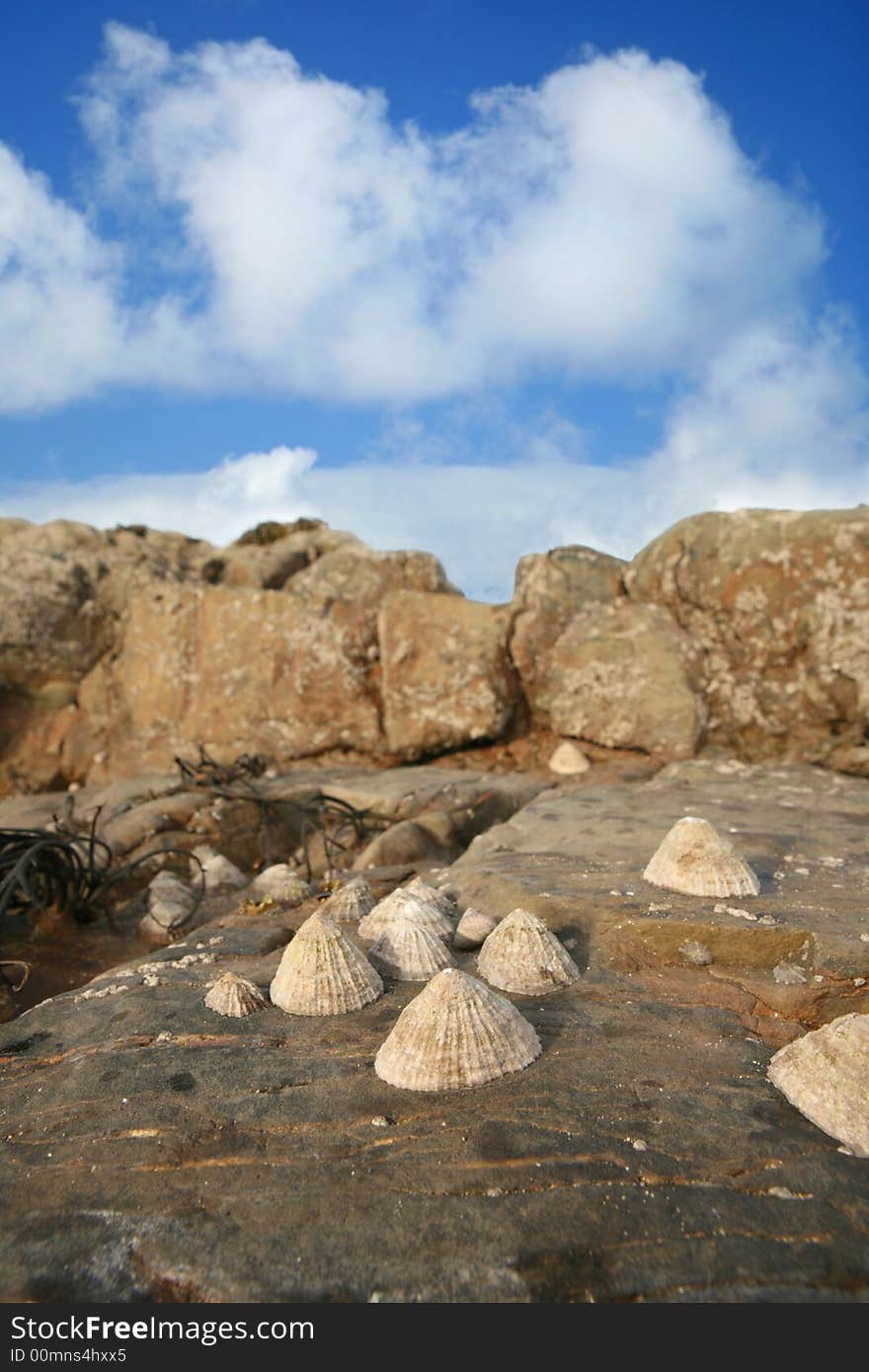 Limpets on rocky coast home