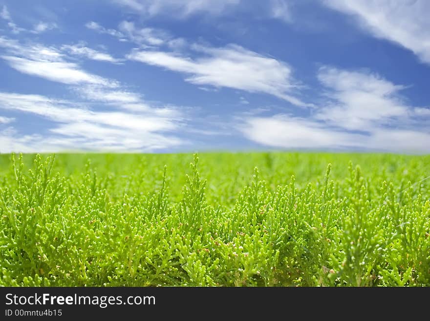 The summer landscape of green grass and blue sky. The summer landscape of green grass and blue sky