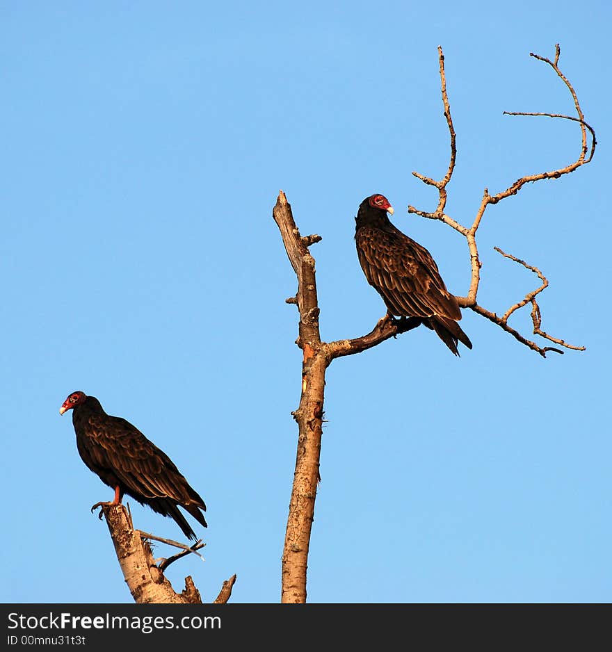 Turkey vultures perched in a dead standing tree scouting for carion.