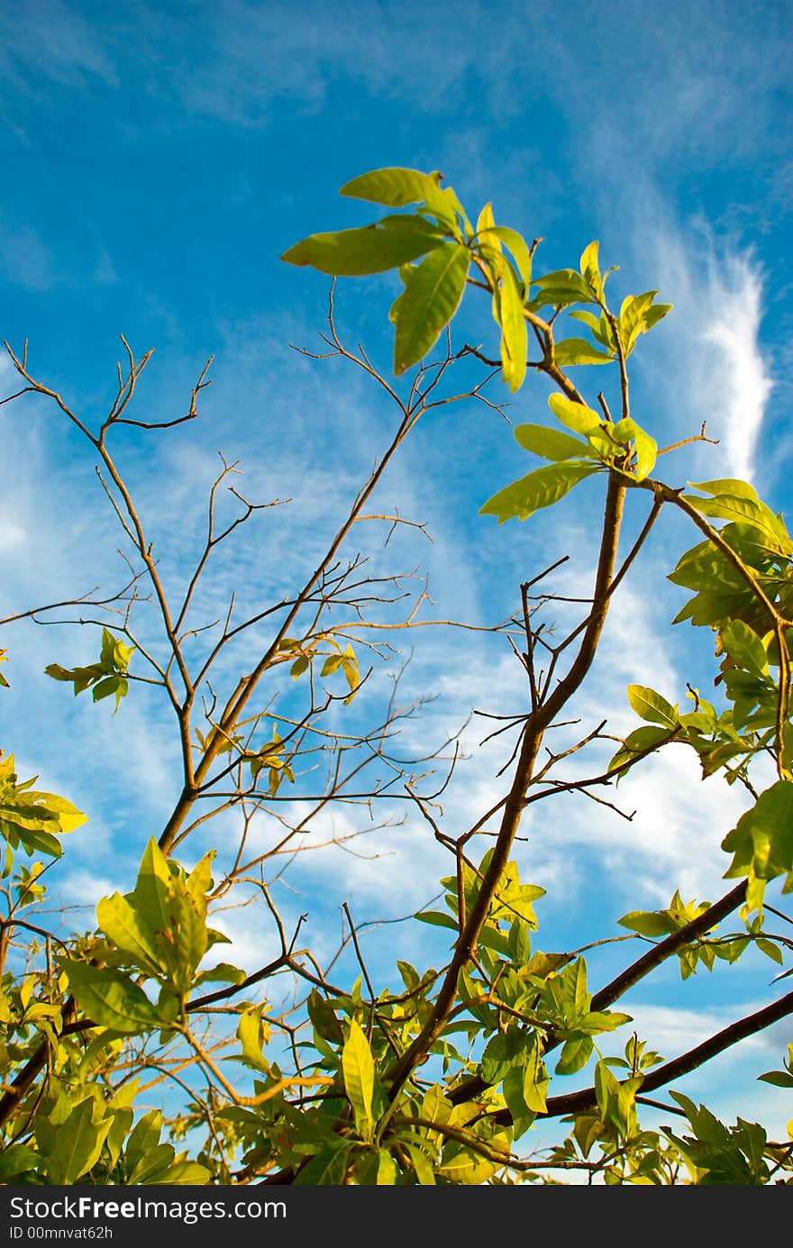 Green leaves with braches and some barren ones. Back- Cloudscape. Green leaves with braches and some barren ones. Back- Cloudscape