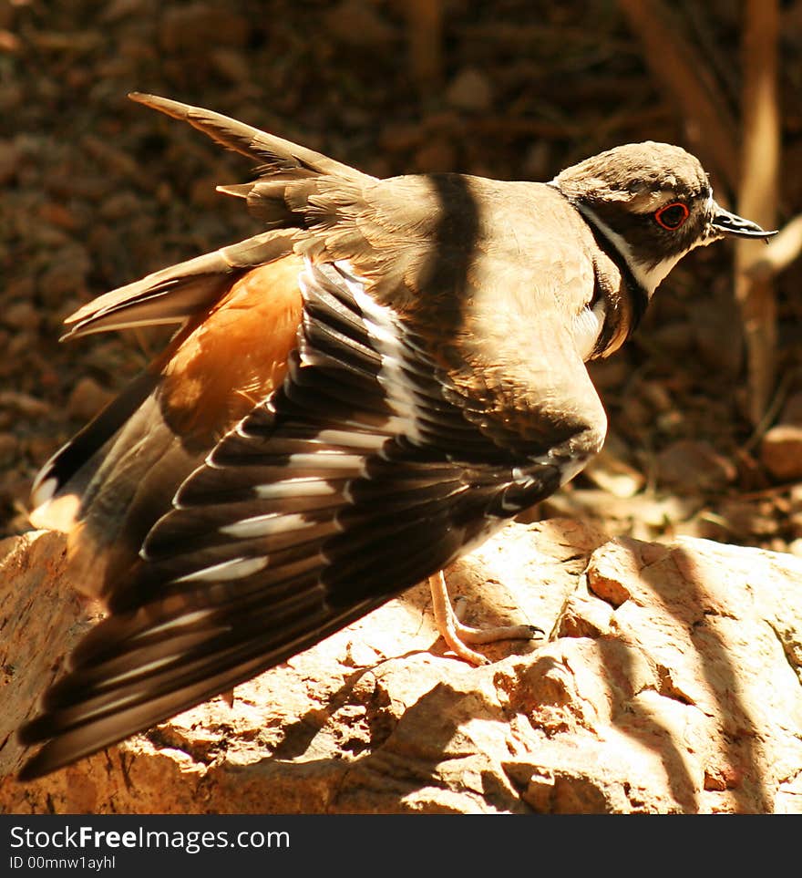 A Killdeer feigning injury near its nest to distract intruders. A Killdeer feigning injury near its nest to distract intruders.