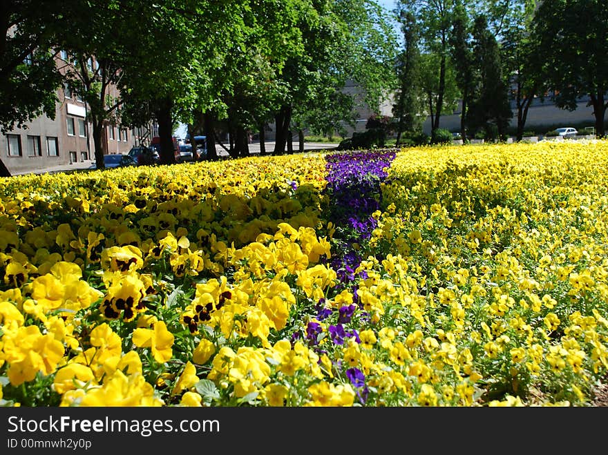 Beatiful Flowers In Estonia