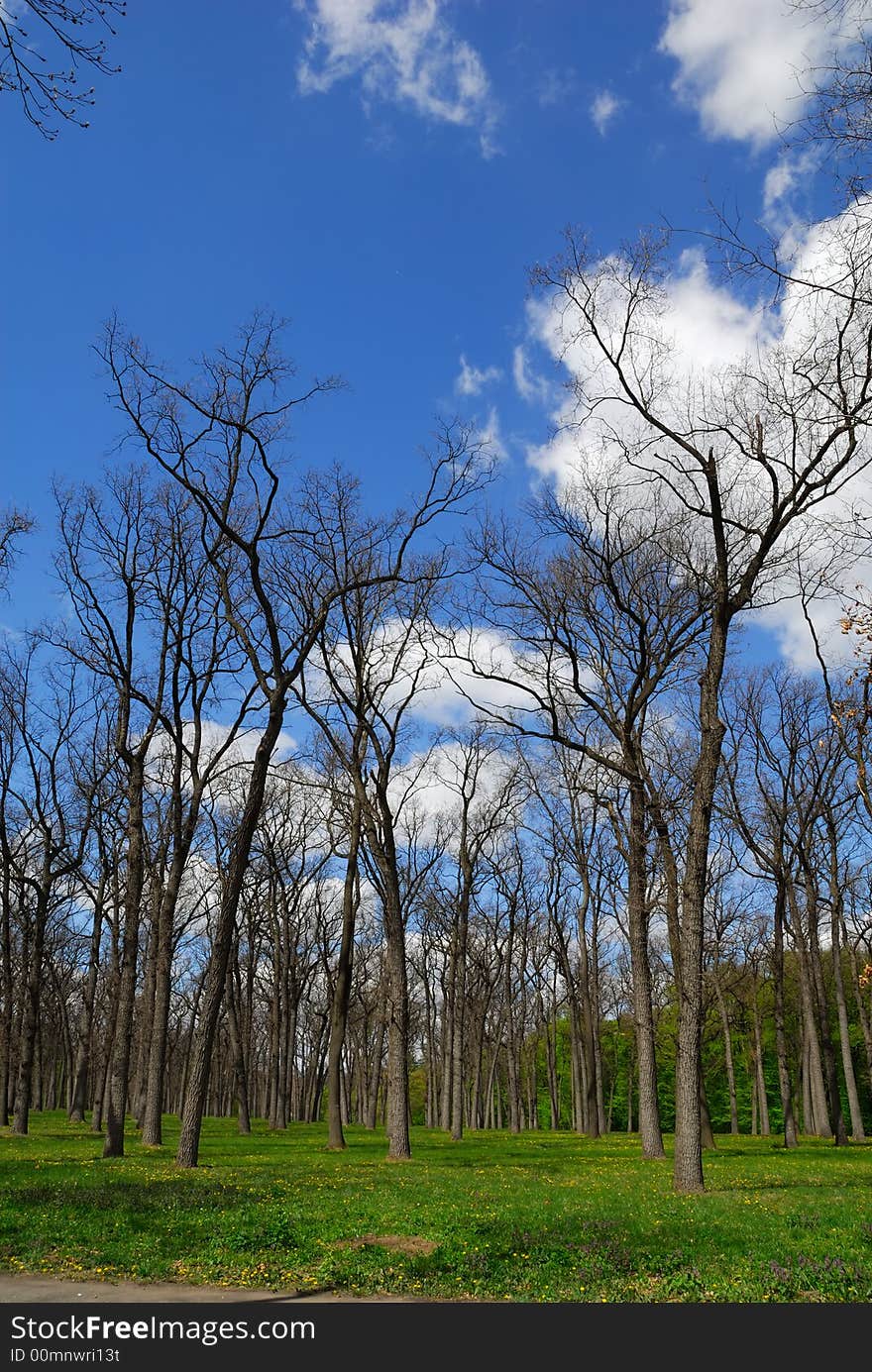 Leafless forest in spting time