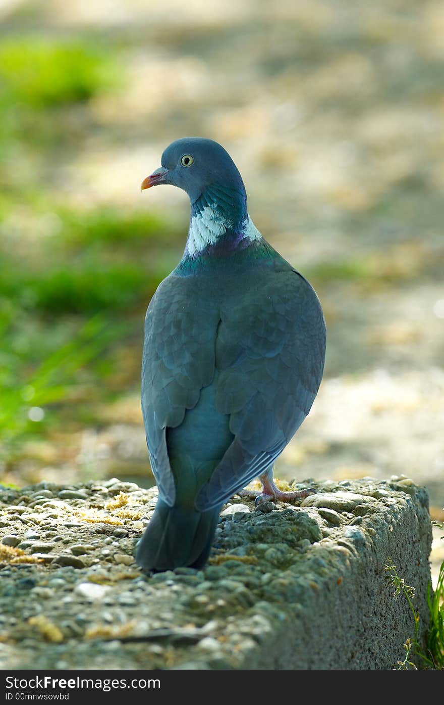 Wild Pigeon