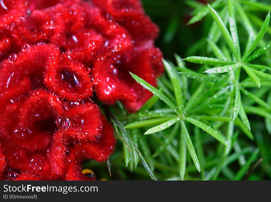 Red fringed flower