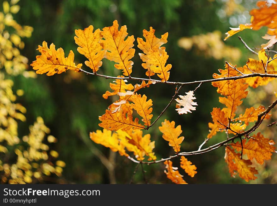 Yellow leaves