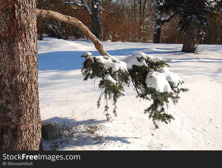 Pine branch