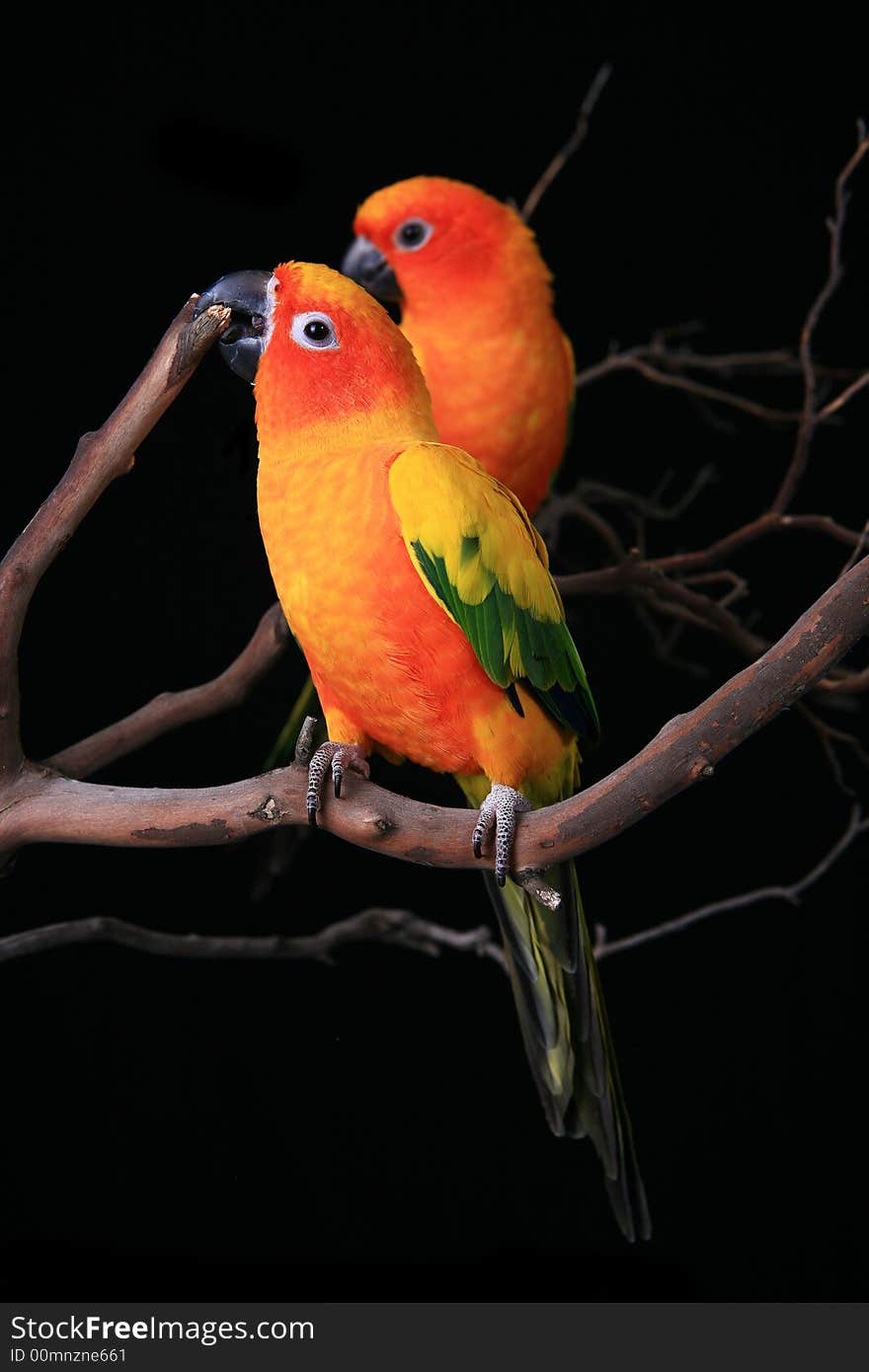 2 Sun Conures Nibbling on a Tree Branch