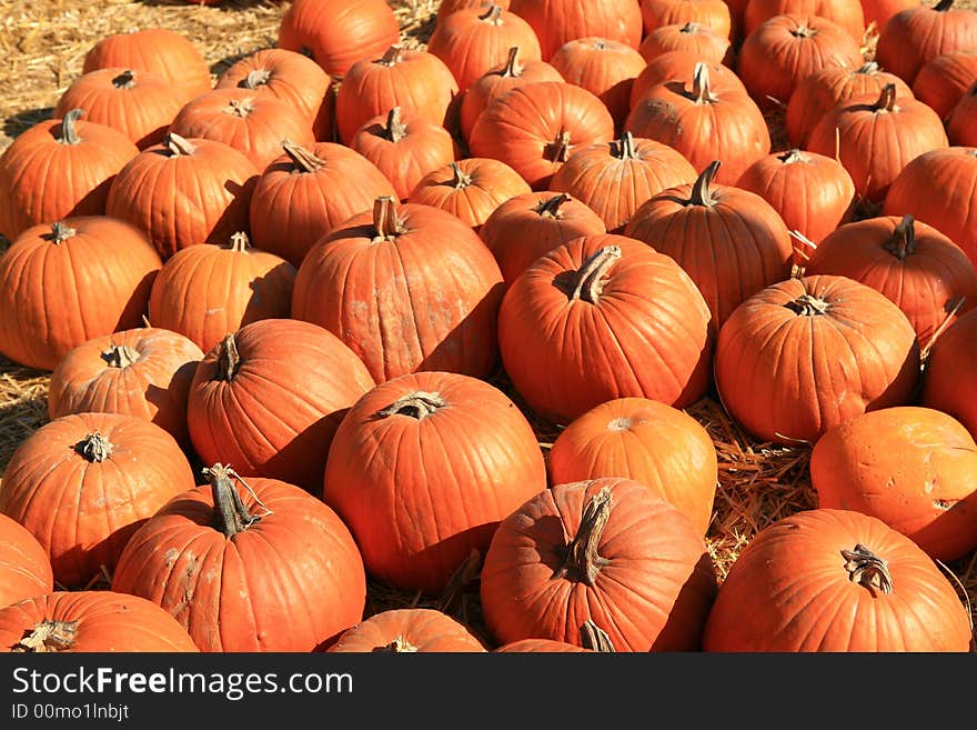 Multiple Orange Fall Holiday Pumpkins in a Field