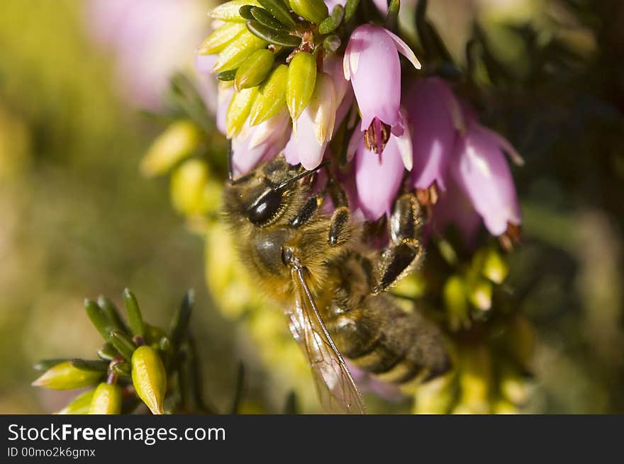 Bee on a flower in summertime shallow dof. Bee on a flower in summertime shallow dof